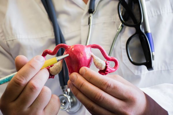 A doctor pointing to a medical model of a pelvis